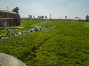 Jęczmień ozimy - 28.03.2020