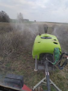 odgrzybianie porzeczki czarnej