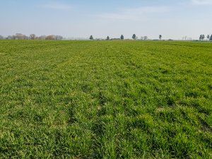 Pszenica ozima 28.03.2020