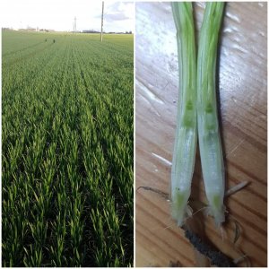 Pszenica ozima TACITUS