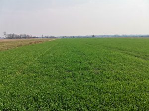 Pszenżyto Probus 29.03.2020