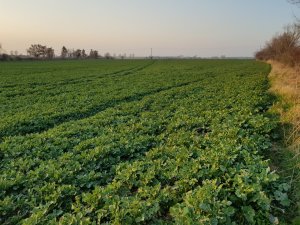 rzepak Duke F1 28.03.2020