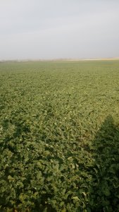 Rzepak oz. IGP Avinion