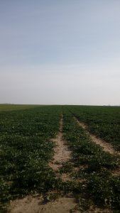 Rzepak oz. IGP Avinion