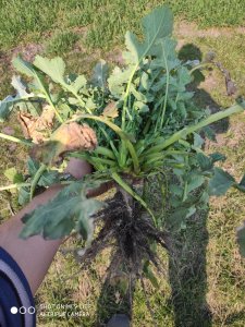 Rzepak ozimy ANNISTON