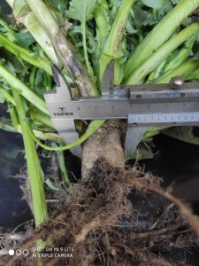 Rzepak ozimy ANNISTON