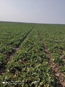 Rzepak ozimy ANNISTON