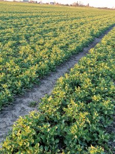 Rzepak syngenta Mandril