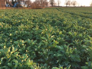 Rzepak syngenta Mandril