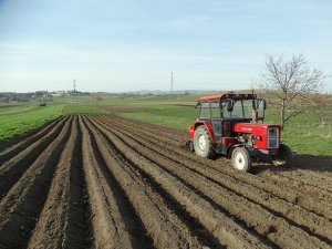 Ursus C-360 & Sadzarka Akpil