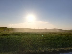 Pszenżyto , Meloman