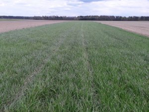 Dsv 2051 + koniczyna inkarnatka