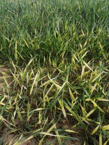 Pszenżyto po podlewaniu