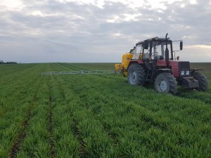 Aminokwasy  w pszenice