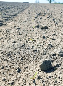 Buraki cukrowe Amazonia