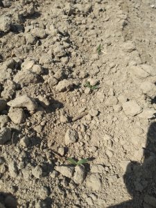 Buraki cukrowe Diplomat