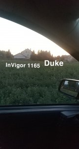 InVigor 1165