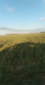 InVigor 1166 22.04.2020