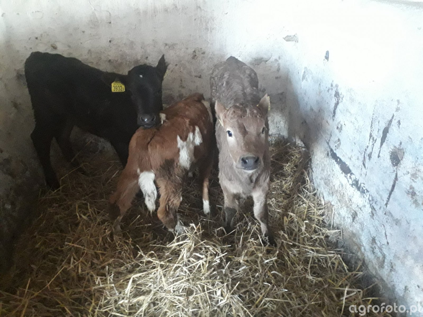 Jałówki zdjęcie, fotka, foto numer 777152 Galeria rolnicza agrofoto