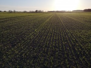 Jęczmień jary kucyk