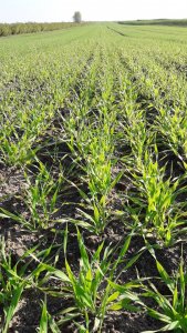 Jęczmień jary KWS Vermont 