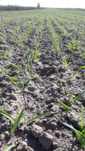 Jęczmień jary KWS Vermont