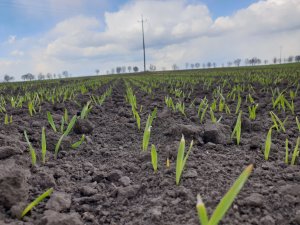 Jęczmień jary Michelle 