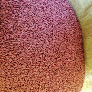 Jęczmień jary Vermont i Melius