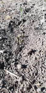 Jęczmień KWS Vermont