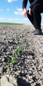 Jęczmień KWS Vermont