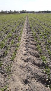 Jęczmień KWS Vermont