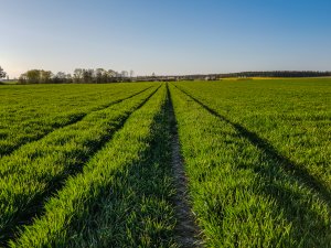 Jęczmień ozimy - 18.04.2020