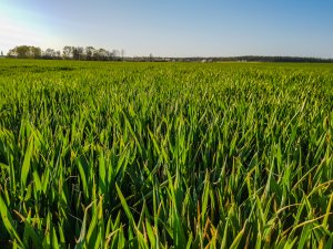 Jęczmień ozimy - 18.04.2020