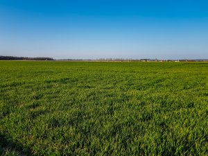 Jęczmień ozimy - 18.04.2020