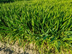 Jęczmień ozimy - 18.04.2020