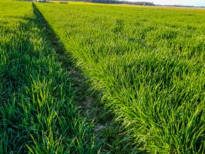 Jęczmień ozimy - 18.04.2020