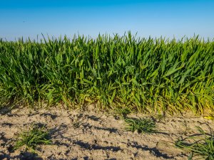 Jęczmień ozimy - 18.04.2020