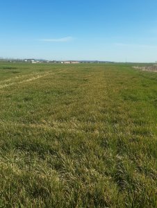 Jęczmień ozimy 10.04.2020