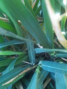 Jęczmień ozimy 10.04.2020