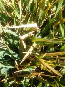 Jęczmień ozimy 10.04.2020