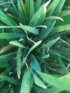 Jęczmień ozimy 10.04.2020