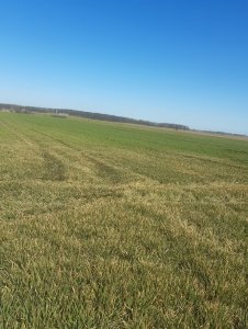 Jęczmień ozimy 10.04.2020