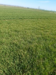 Jęczmień ozimy 10.04.2020