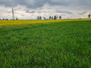 Jęczmień ozimy 25.04.2020