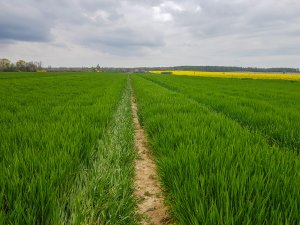 Jęczmień ozimy 25.04.2020