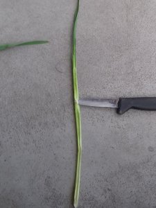 Jęczmień ozimy Jakubus