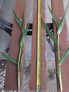 Jęczmień ozimy Jakubus