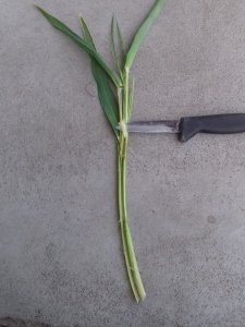 Jęczmień ozimy Jakubus