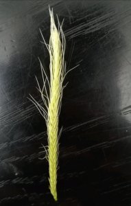 Kłos - Żyto Dańkowskie Skand stan na 18.04.2020