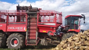 Kopanie buraków 2019